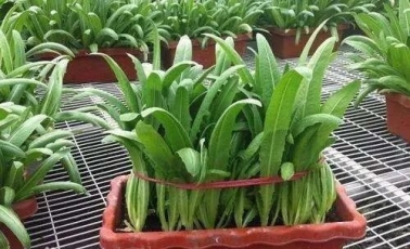 颠覆传统！这个新的种菜模式，一棚收益可达7万多！