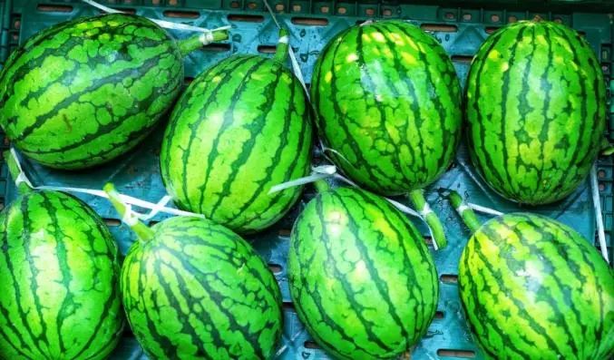 从倒赔20万到年入2000万，这个100元1颗的早春瓜里，藏着什么秘密？ ...